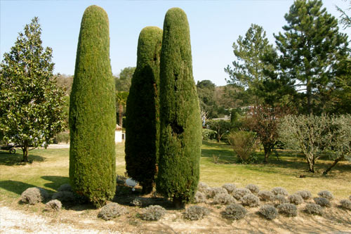 Taille des cyprès et des lavandes